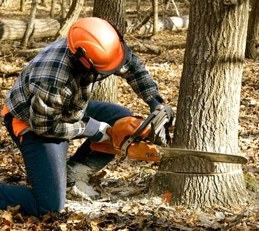 Tree Removal in Andersonville, GA